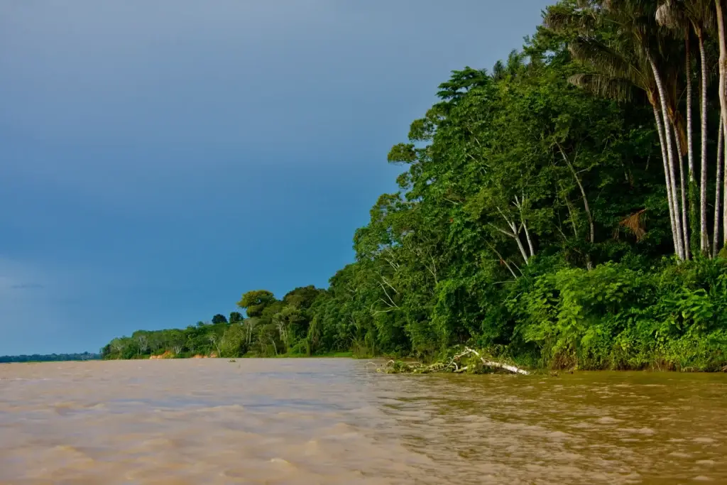 Documented Amazonas state river and intact forest near Manaus, Anavilhanas or Mamirauá