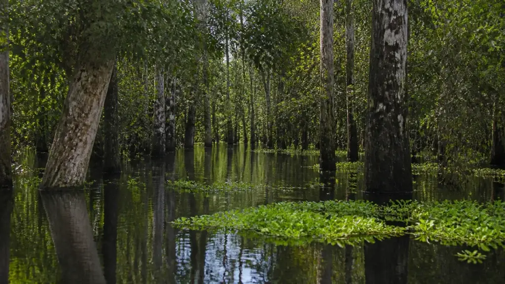 AI-generated editorial visualization of Amazonian floodplain habitat informed by Mamirauá; it does not depict a named route, community encounter, exact water state, or current access.