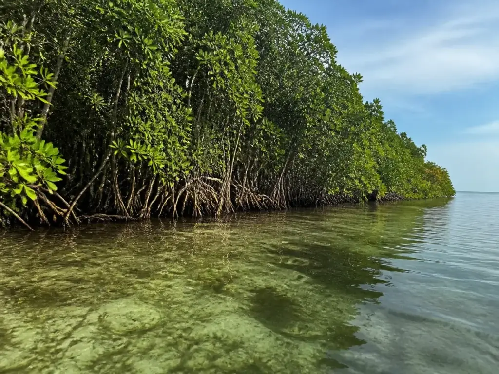 AI-generated editorial visualization of protected Caribbean marine and mangrove context.