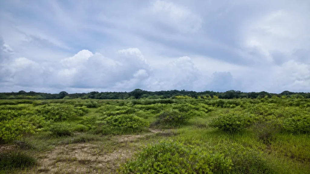 AI-generated editorial visualization of an abstract, exterior Kourou space-and-coastal-savanna context.