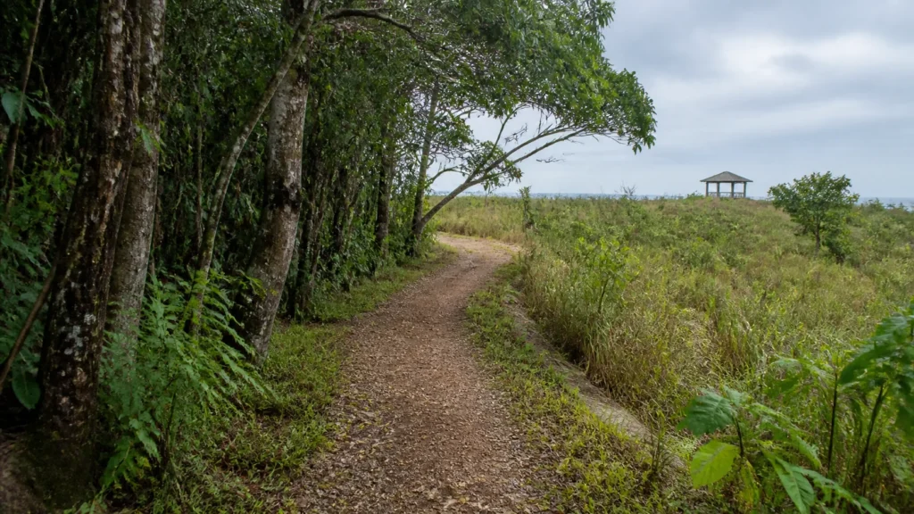 AI-generated editorial visualization of an anonymous public nature-trail context in coastal French Guiana.