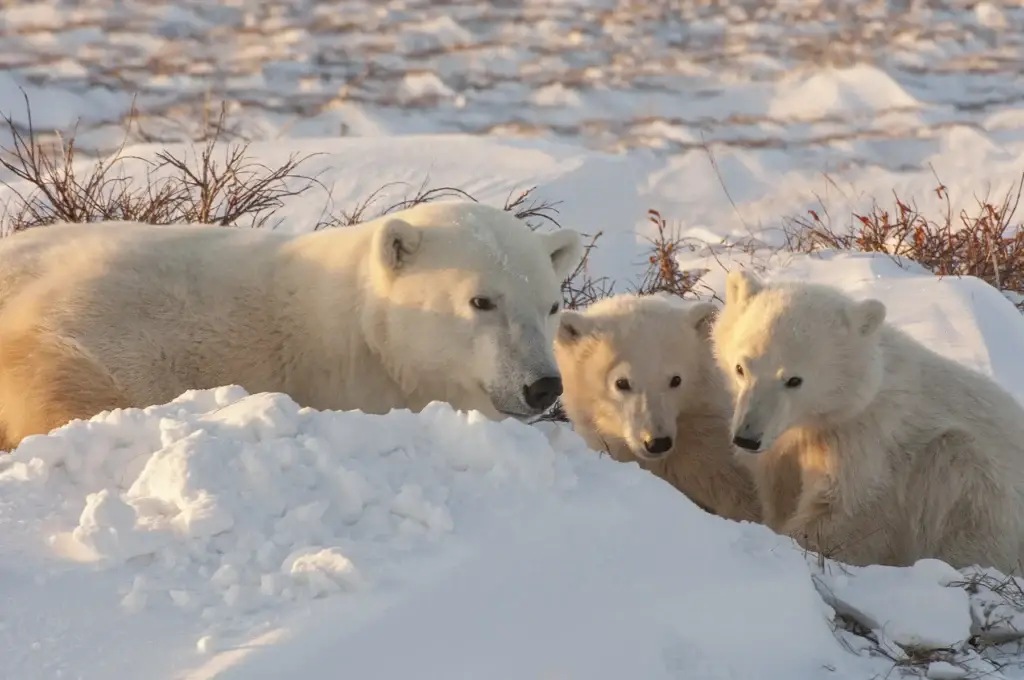 Exact Churchill seasonal subject: belugas, polar bear under controlled viewing, or aurora over Churchill