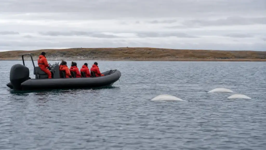 Documented Churchill River estuary beluga viewing with compliant vessel practice