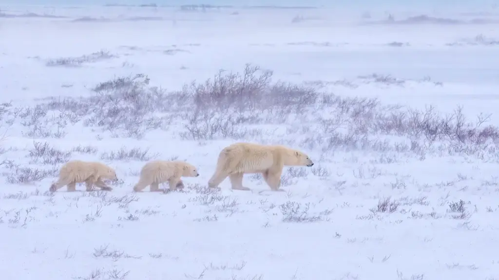 Documented Churchill polar bear viewed from an authorized controlled vehicle, building or platform