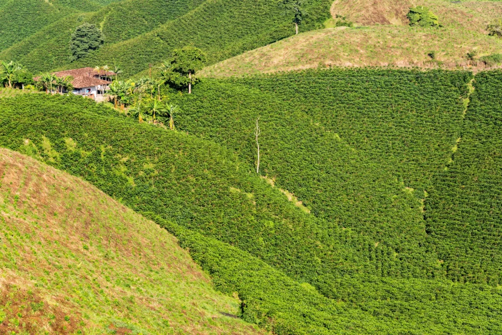 View Of A Hill Covered In Lush Green Coffee Plants Near Manizales, Colombia