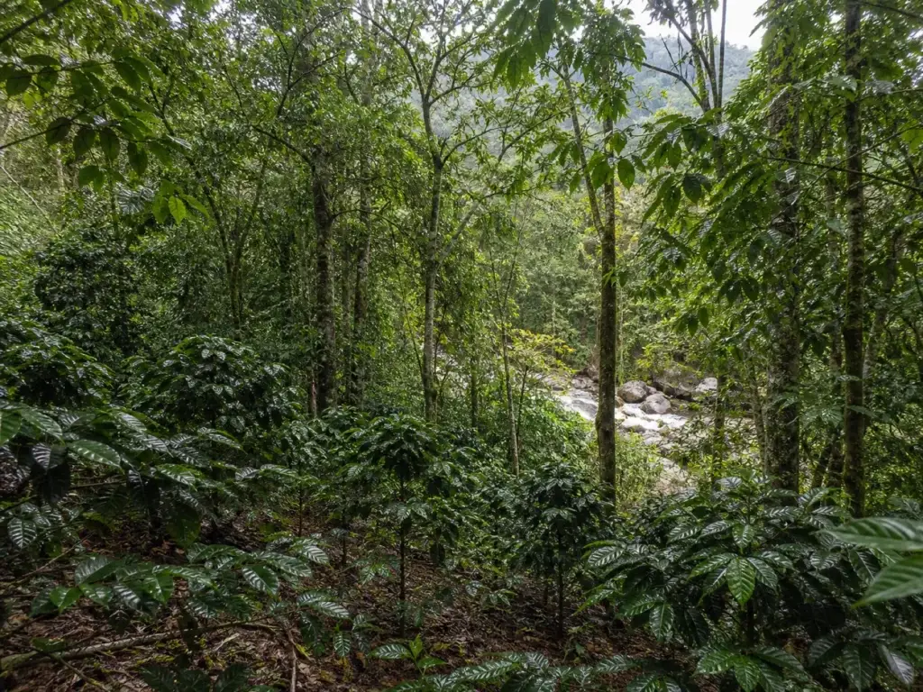 AI-generated editorial visualization of a shade-coffee forest edge in Colombia's coffee region.
