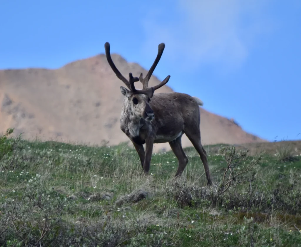 Wild Denali moose, caribou, Dall sheep, wolf or grizzly photographed at a safe documentary distance