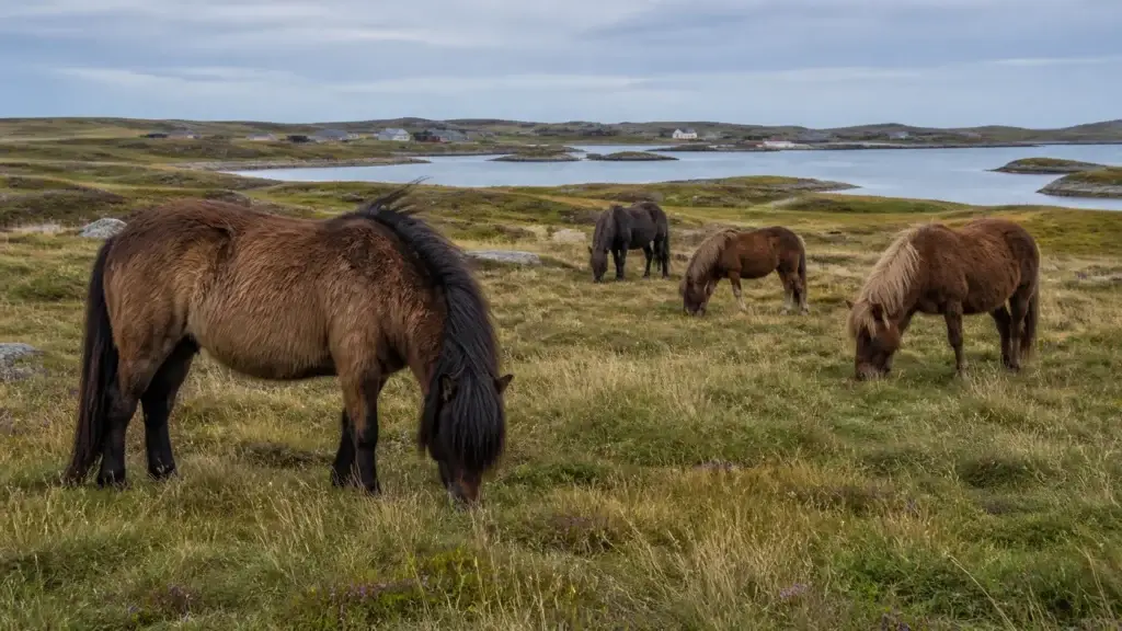 Newfoundland Ponies at the Change Islands Newfoundland Pony Sanctuary in documented sanctuary context