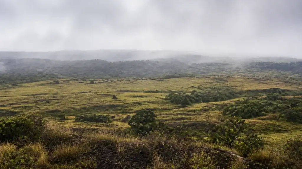 Free-ranging or managed giant tortoise in exact authorized highland or conservation habitat