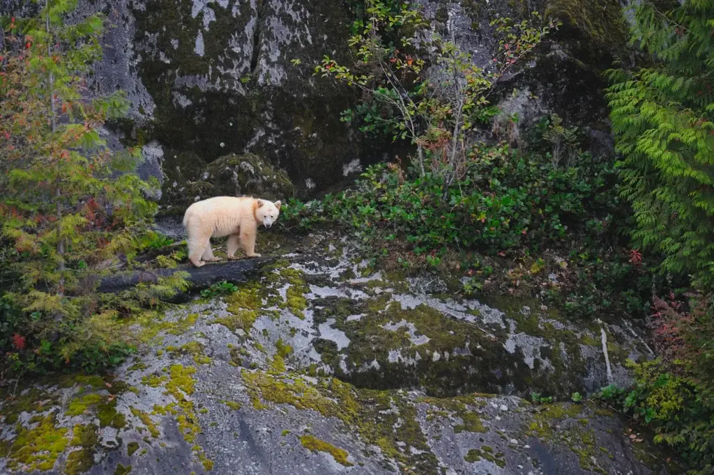 Bear in exact Great Bear Rainforest habitat photographed from responsible distance or an empty authorized viewing platform