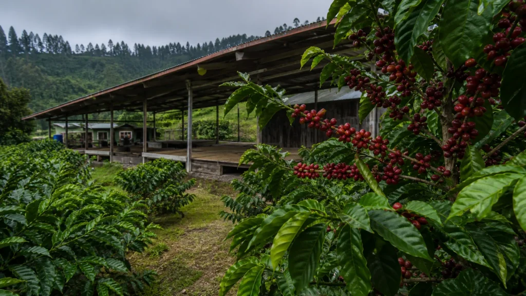 Kona coffee farm, historic hoshidana drying platform, kuriba mill or coffee harvest in Kona