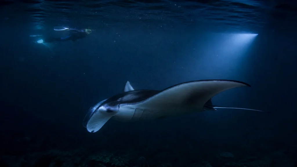 Reef manta ray or hāhālua in Kona Hawaiʻi Island waters with responsible observer distance