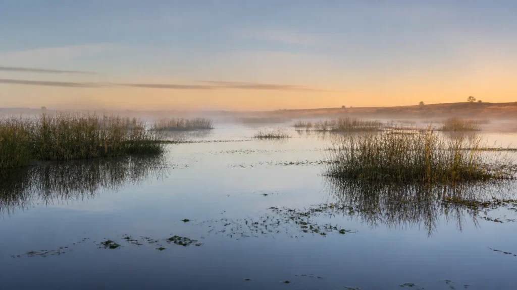 AI-generated editorial visualization of a quiet Ibera lagoon at first light.