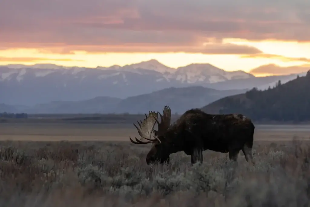 Grand Teton moose, elk, pronghorn, bear or other native wildlife shown in habitat from a safe telephoto perspective