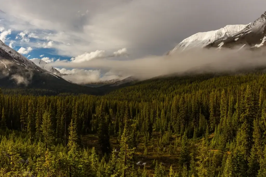 Documented Jasper National Park landscape with the Athabasca Valley, mountain range or Jasper townsite context