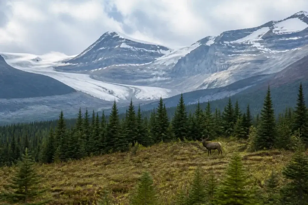 Documented Jasper wildlife photographed at a safe distance, preferably within broad habitat