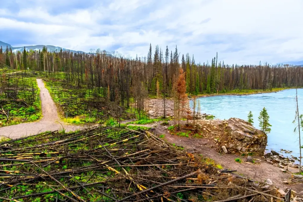 Documented Jasper post-wildfire landscape showing natural renewal or an authorized public recovery interpretation setting