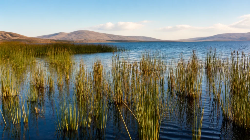 AI-generated editorial visualization of a natural totora-wetland context in Titicaca National Reserve.