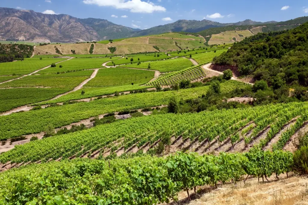 Documented Maipo or Colchagua vineyard landscape