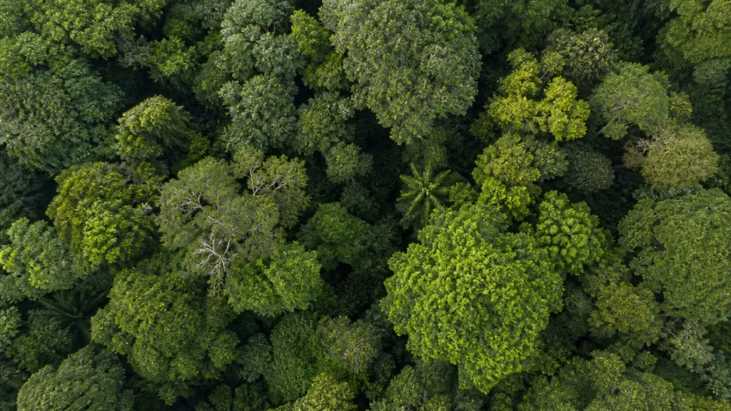 AI-generated editorial visualization of a top-down Andean Chocó canopy-layer mosaic without depicting the Dragonfly installation.