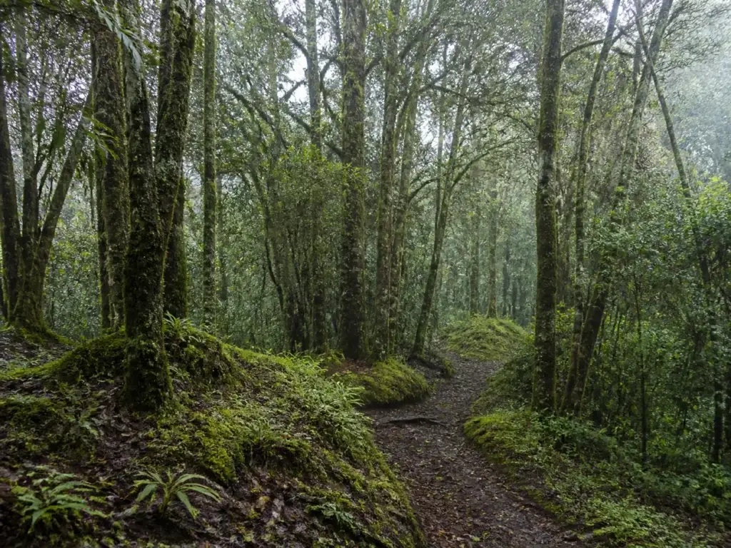AI-generated editorial visualization of Parque Arví, Medellín.