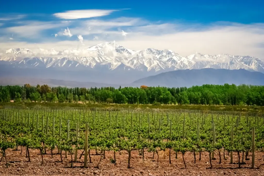 Documented Mendoza vineyard landscape with Andes context, ideally identifying Luján de Cuyo or Uco Valley