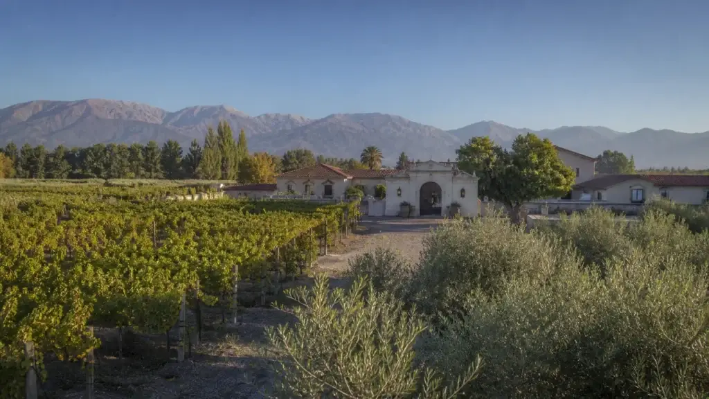 Exact Maipú vineyard, historic winery exterior, olive grove or documented wine-and-olive landscape