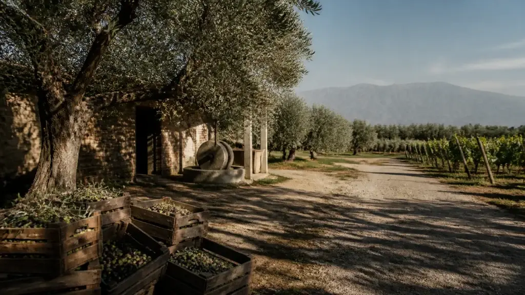 Exact Maipú olive grove, historic press, winery courtyard or public production setting