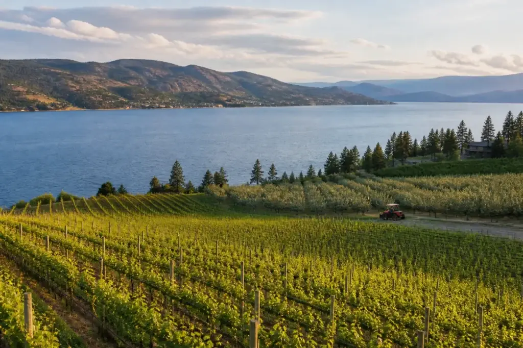 Okanagan vineyard or orchard beside lake landscape without visible consumption