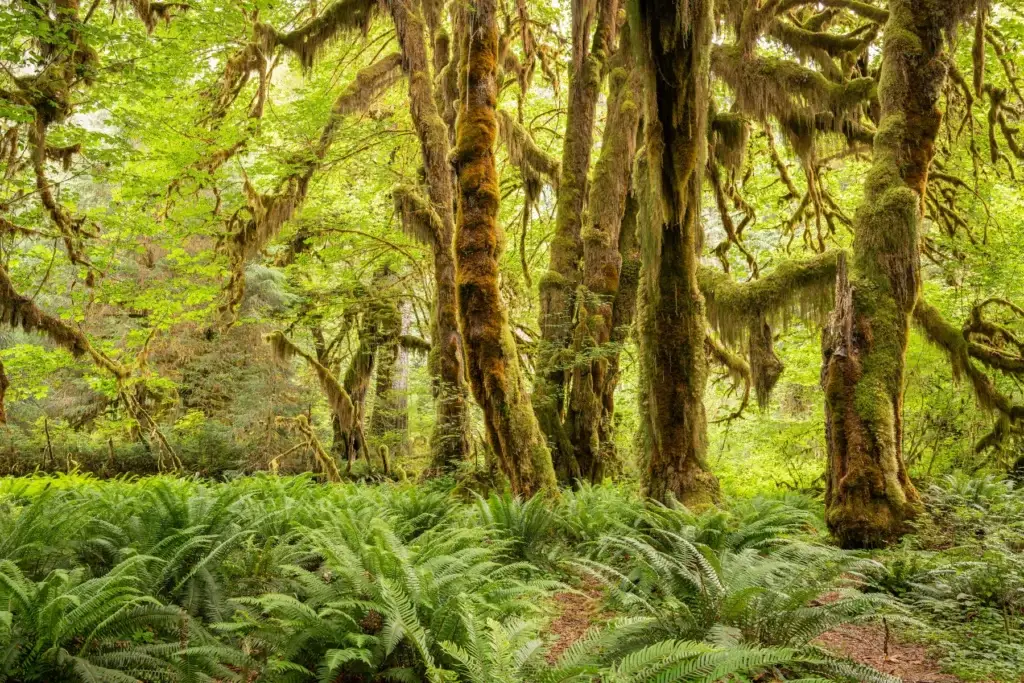 Hoh Rain Forest or exact Olympic wilderness coast location