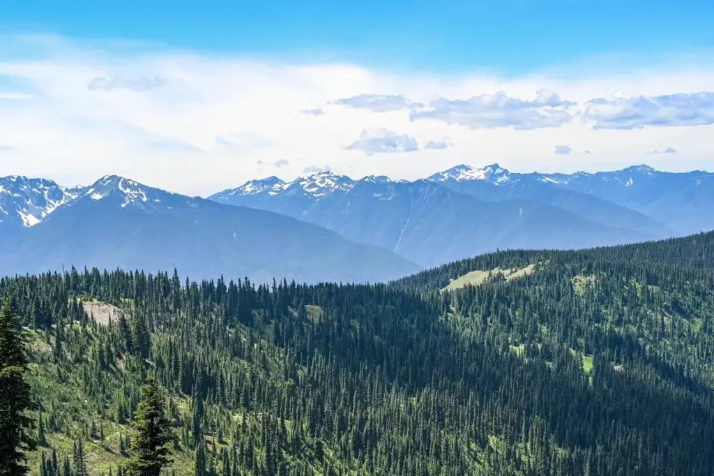 Hurricane Ridge Olympic National Park