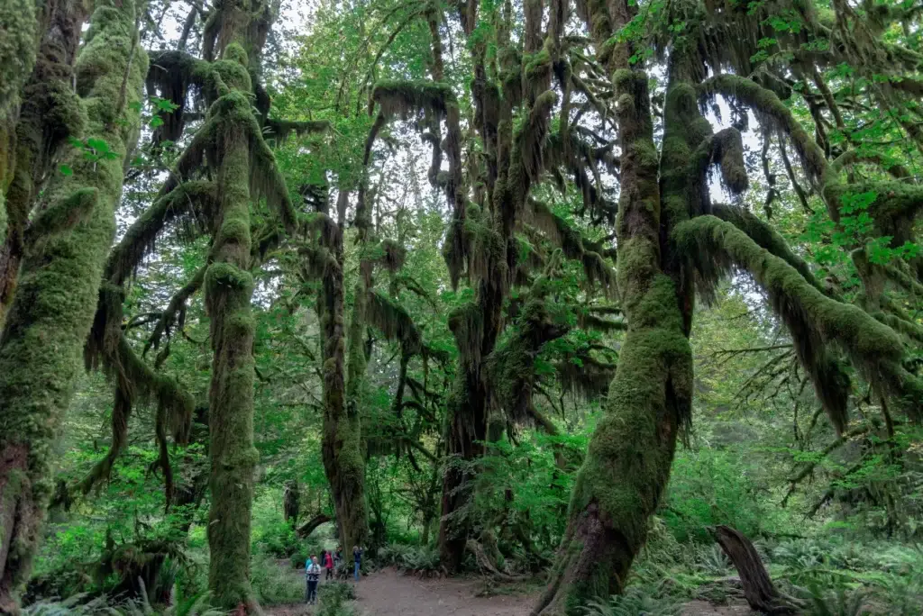 Hoh Rain Forest old-growth trail
