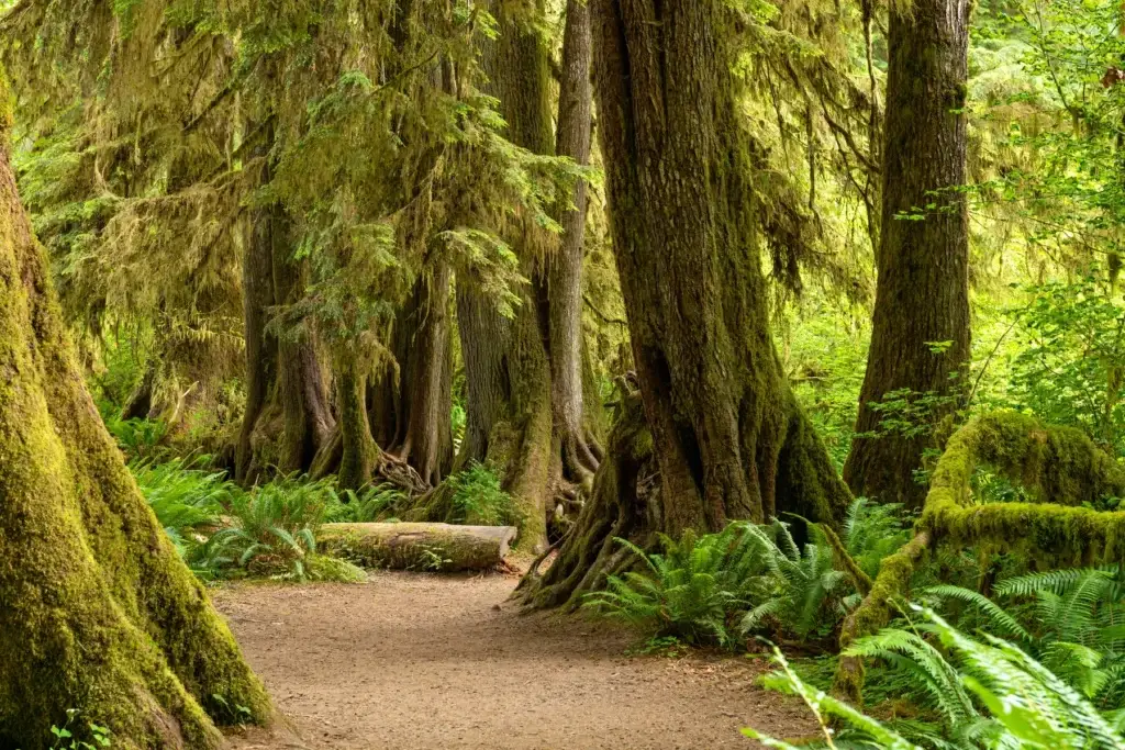 Hoh River watershed landscape with exact metadata