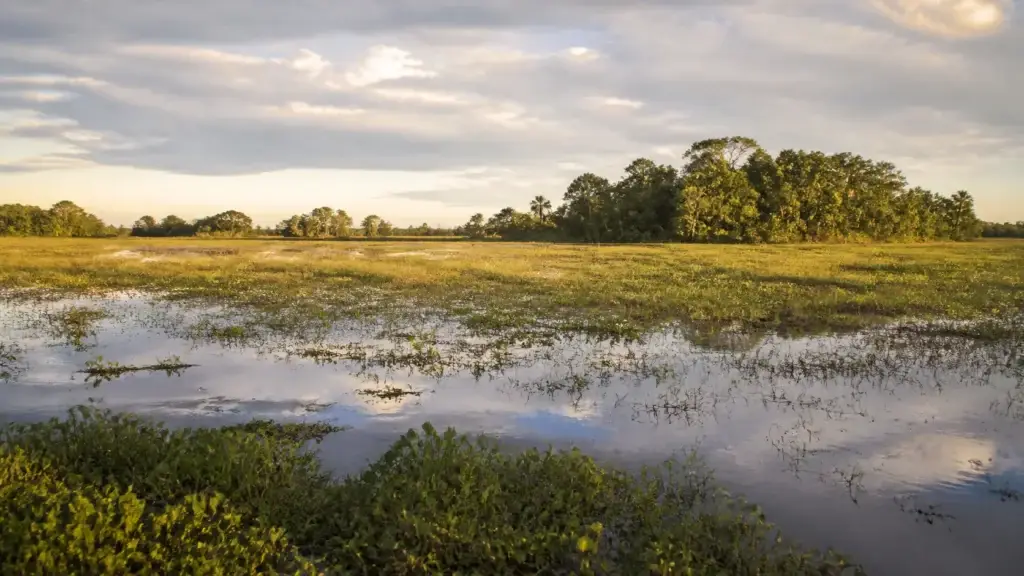 AI-generated editorial visualization of Pantanal, Brazil.