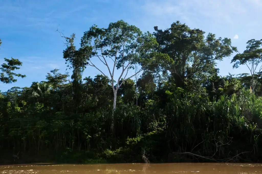 Documented Peruvian Amazon river and intact forest in Loreto or Madre de Dios