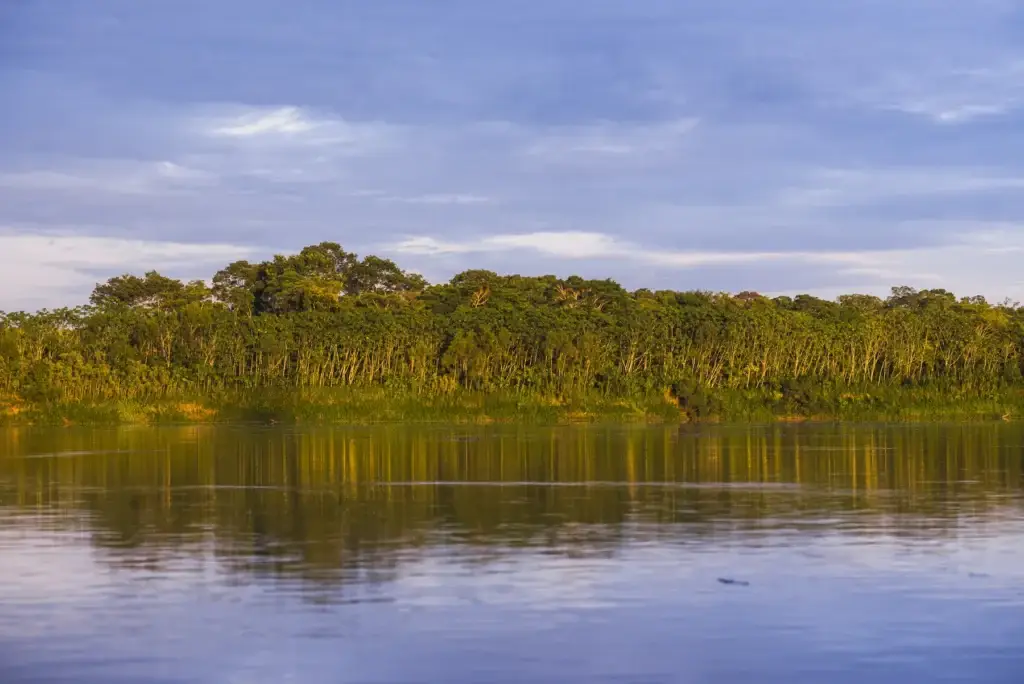 Exact Peruvian forest or river dawn with naturalist-scale observation