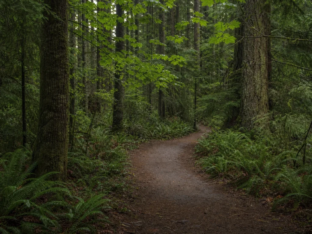Forest Park trail and canopy