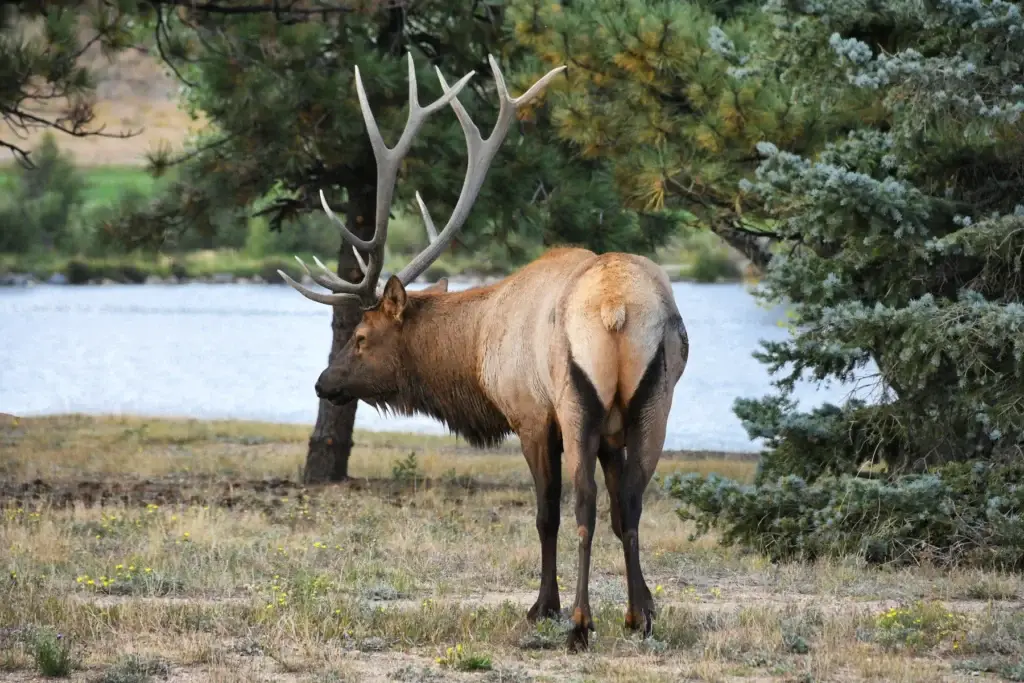 Elk or meadow wildlife in Moraine Park, Horseshoe Park or another exact RMNP location, photographed from a safe distance