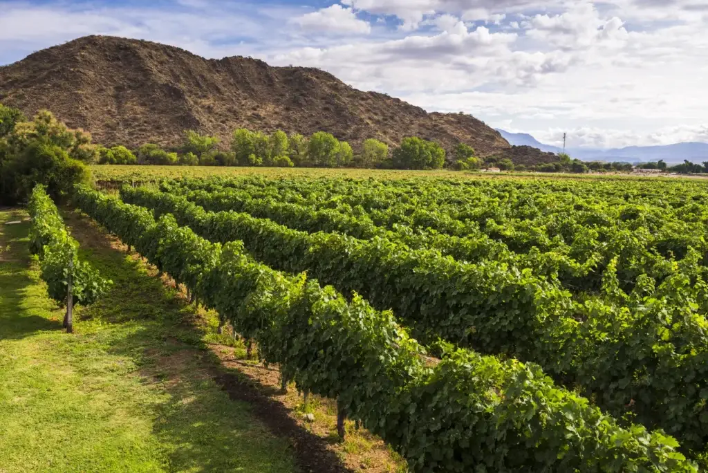 Documented Cafayate vineyard, grower or production setting