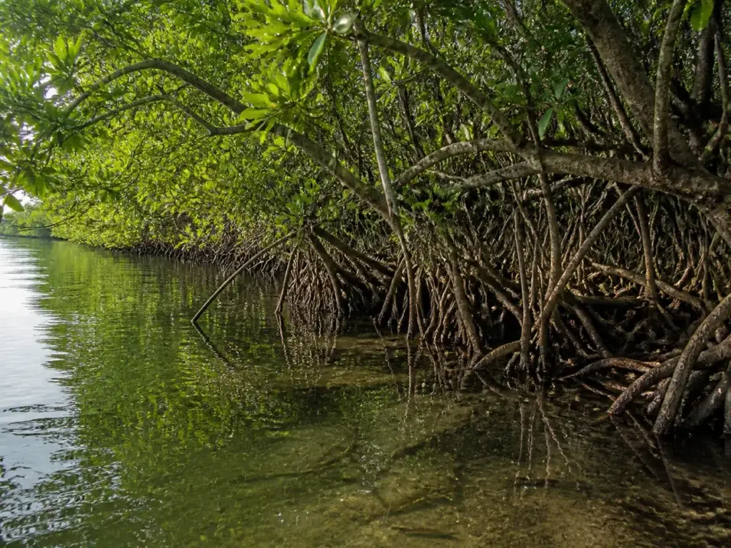 AI-generated editorial visualization of generic Caribbean lower-elevation ecology; it does not depict a named Santa Marta site, route, wildlife sighting, or authorized access.