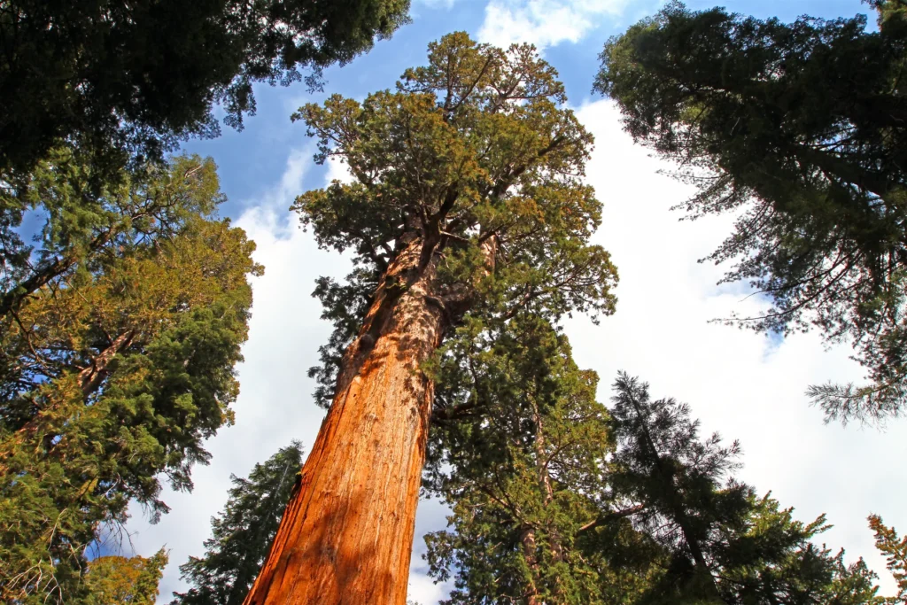 Giant Forest grove, General Sherman Tree area or Big Trees Trail