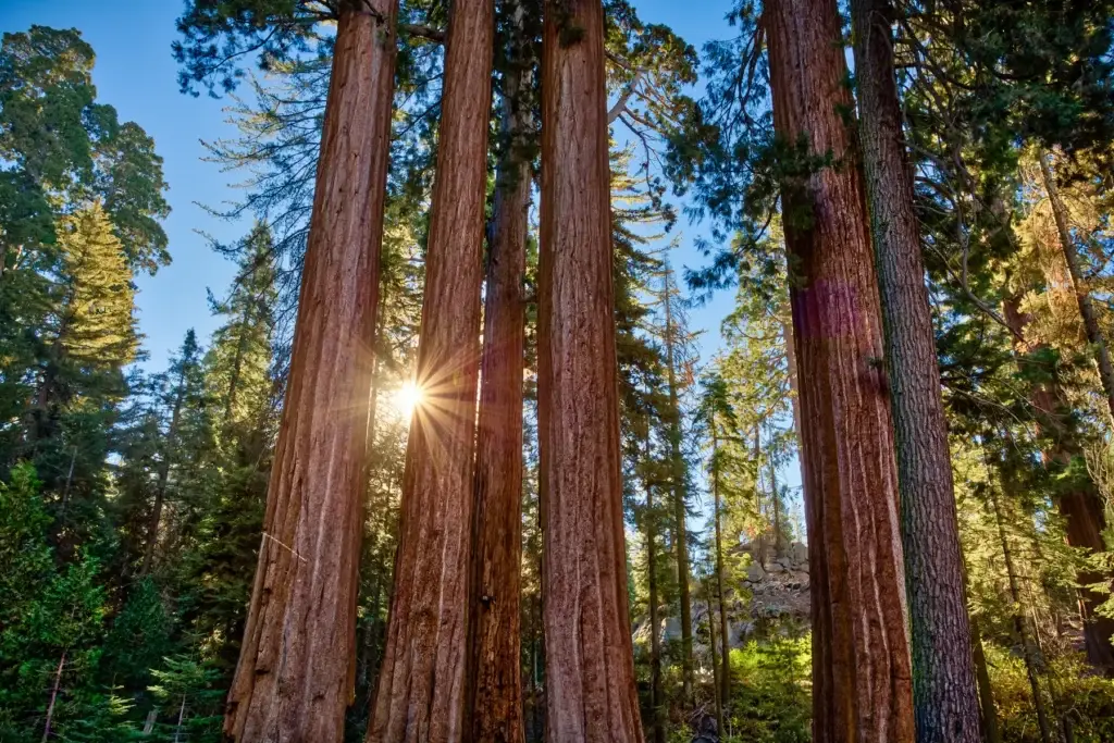 Grant Grove giant sequoias, General Grant Tree or exact Grant Grove forest landscape