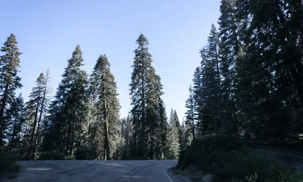 Crossroads Of Forest Roads. Road To Kings Canyon And Sequoia National Park, California, Usa