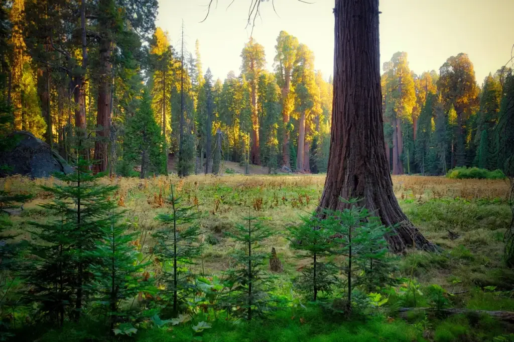 The Giant Forest Meadow, Sequoia National Park, California