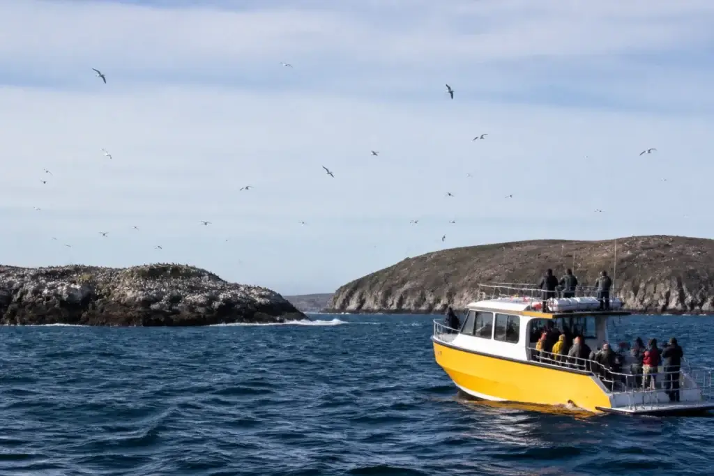 Witless Bay Ecological Reserve islands, licensed vessel or seabirds at responsible distance