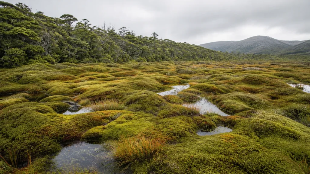 AI-generated editorial visualization of a trail-free forest-to-peatland habitat transition in Tierra del Fuego.