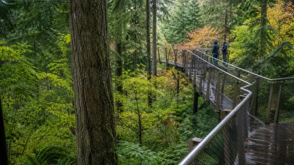UBC Botanical Garden forest collection, GreenHeart TreeWalk or another exact garden landscape