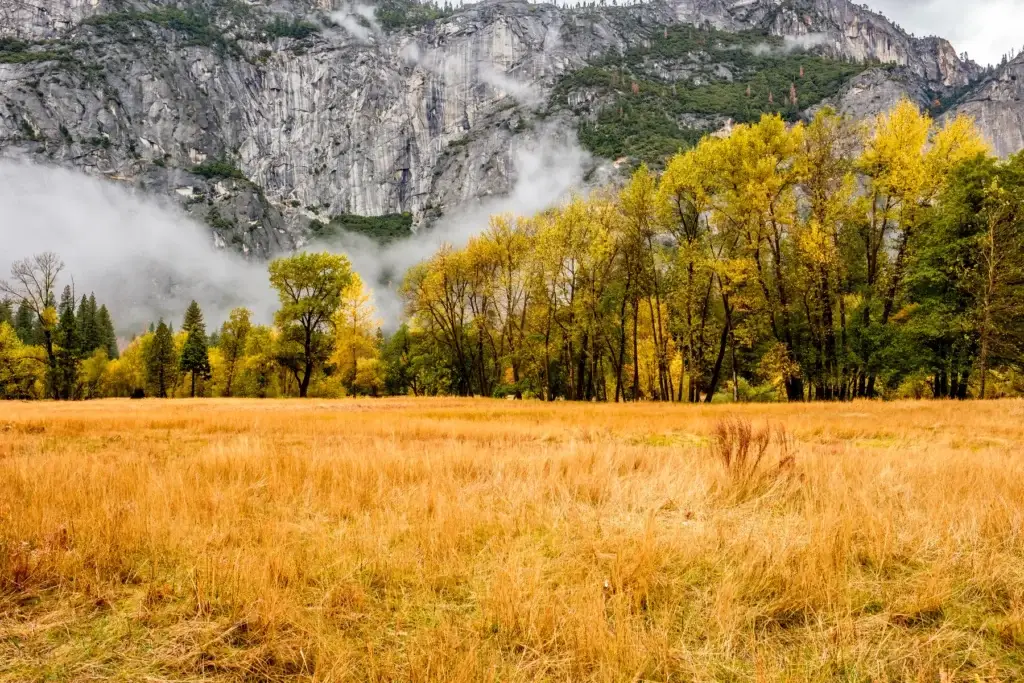 Yosemite Valley meadow, Merced River or Valley walls in soft light