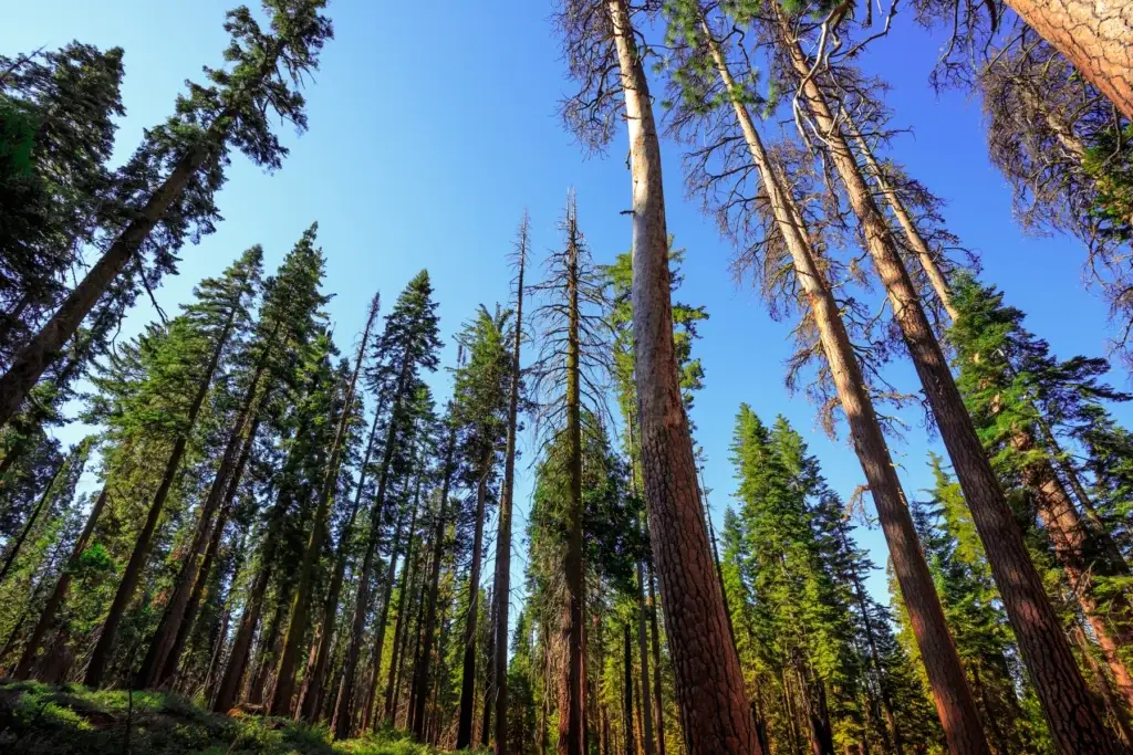 Mariposa Grove giant sequoias or exact Wawona landscape