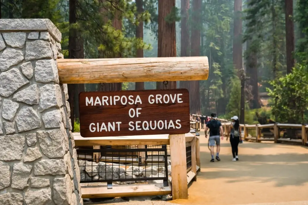 Mariposa Grove trail among giant sequoias